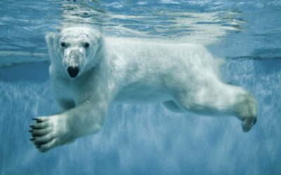 Take a Cold Plunge!